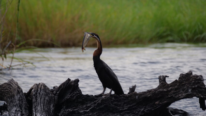 Cormorant eating a fish
