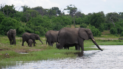 Herd of elephants standing in and drinking from a lake
