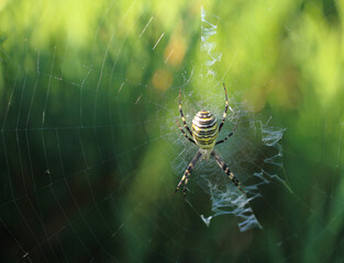 Close up of a spider in nature. Amazing nature. Close up of a spider making web. Macro photography of nature.