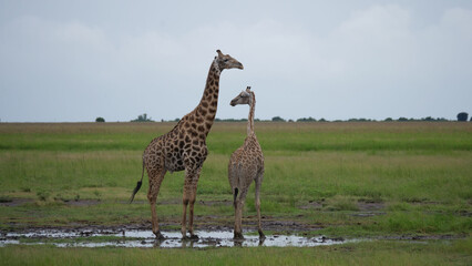 Female and male giraffe in Moremi Game Reserve