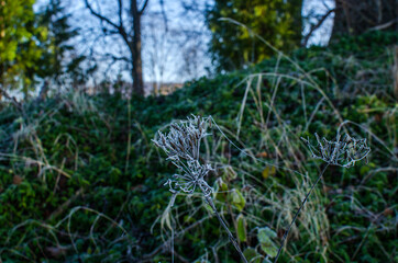 kwiat  trawy © wedrownik52