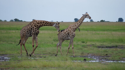 Naklejka na ściany i meble Female giraffe walks away from a male