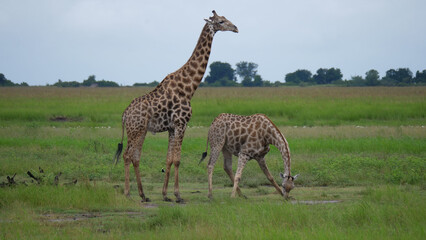 Giraffe drinks water from a pond