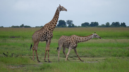 Giraffe drinks water from a pond