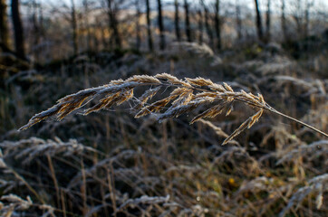 kwiat trawy  © wedrownik52