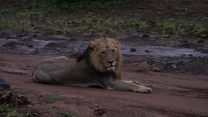 Male lion laying on a dirt road