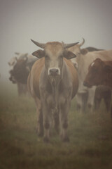 NGUNI COW