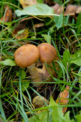 Autumn mushrooms honey agarics close-up in green grass. Selective focus.