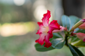 Fototapeta na wymiar Closeup Red Desert Rose on branch.