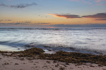 Seaweed sunrise seascape