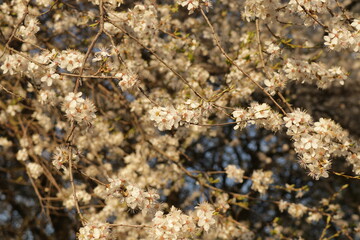 A wild plum that blooms beautifully in the spring - mirabelle plum, fits into the beautiful landscape