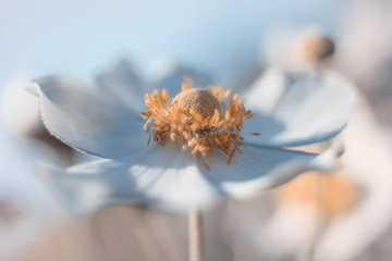 Garteninspirationen © anettastar