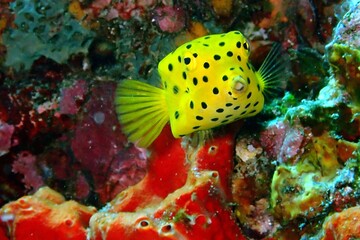 yellow boxfish juvenile