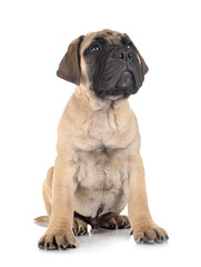 puppy bullmastiff in studio