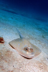 Blue spotted stingray