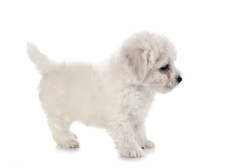 Bichon Frise in studio
