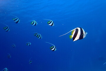 School of bannerfish