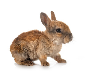 Obraz premium rex rabbit in studio