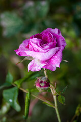 garden rose in summer