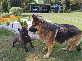 Owczarek niemiecki i buldog francuski 