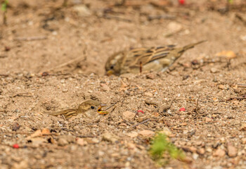 house sparrow (Passer domesticus) bathing in hole in dirt