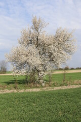 A wild plum that blooms beautifully in the spring - mirabelle plum, fits into the beautiful landscape