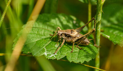 dark bush-cricket (Pholidoptera griseoaptera) on leaf