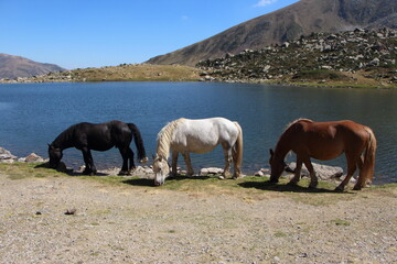 Pastando en tres colores