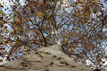 Oto&ntilde;o en vertical