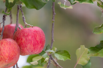 おいしそうに実った真っ赤なリンゴ