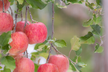 おいしそうに実った真っ赤なリンゴ