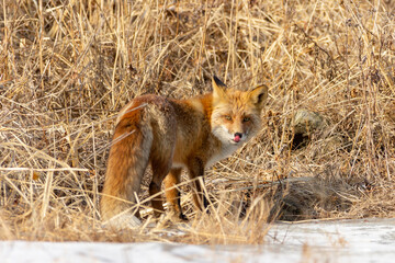 The fox licks its lips in the autumn forest.