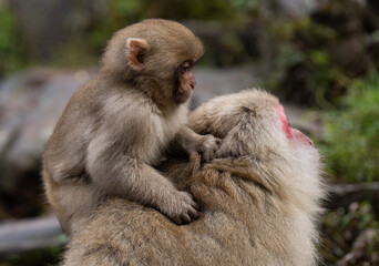 母親の背中にしがみつく子供のニホンザル