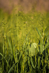 green wheat field