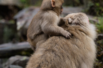 母親の背中にしがみつく子供のニホンザル
