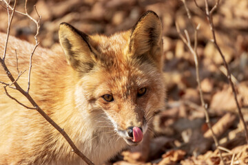 The fox licks its lips in the autumn forest.