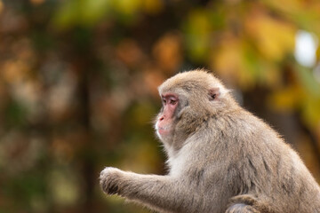 Obraz premium 手を伸ばすニホンザル 秋の風景