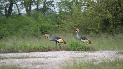 Two African crowned crane