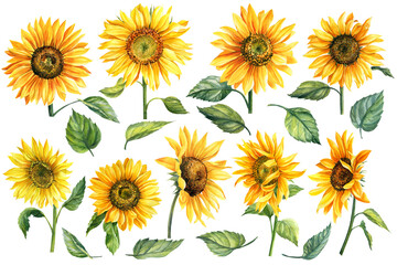 Set of watercolor bright yellow, sunflowers hand-drawn