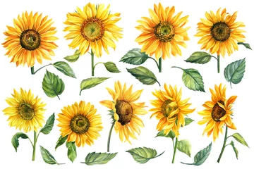 Fotobehang Zonnebloemen Set van aquarel helder geel, zonnebloemen handgetekende