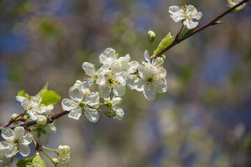 Blooming fruit tree is a symbol of freshness and spring. Flowering branch on a dark background. Selective focus. Blur.