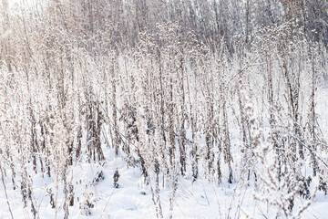 Obraz premium Winter landscape dry grass in the forest of the setting sun