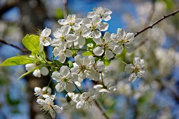Flowering branch of pear tree. On a Sunny spring day. selective focus.