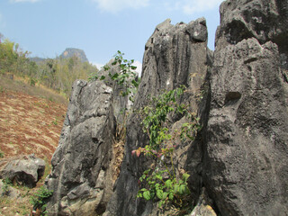 Eric Grimaldi Studio Photography Writing | Thailand and SE Asia | From art to zoology, architecture...
