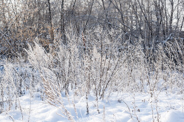 Winter landscape  dry grass in the forest of the setting sun