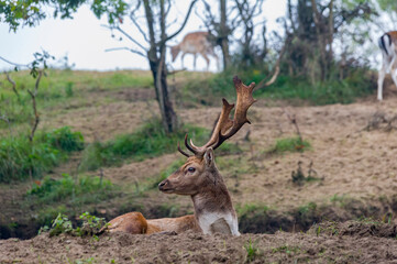 deer in the Dunes