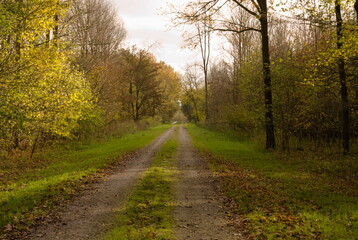 Fototapeta na wymiar Dutch Woodland Road To Nowhere, Horsterwold Flevoland, Autumn Colors, November Days, Nikor 50 mm 1.4 G
