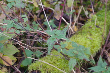 Dutch Woodland Road To Nowhere, Horsterwold Flevoland, Autumn Colors, November Days, Nikor 50 mm 1.4 G