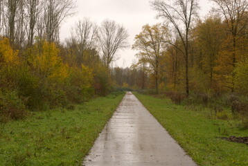 Dutch Woodland Road To Nowhere, Horsterwold Flevoland, Autumn Colors, November Days, Nikor 50 mm 1.4 G