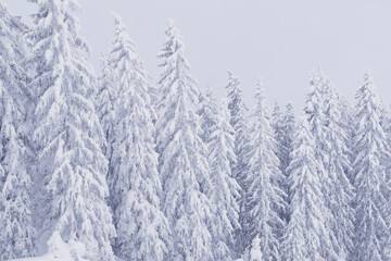 Alpine evergreen trees forest covered in thick snow in Austria.